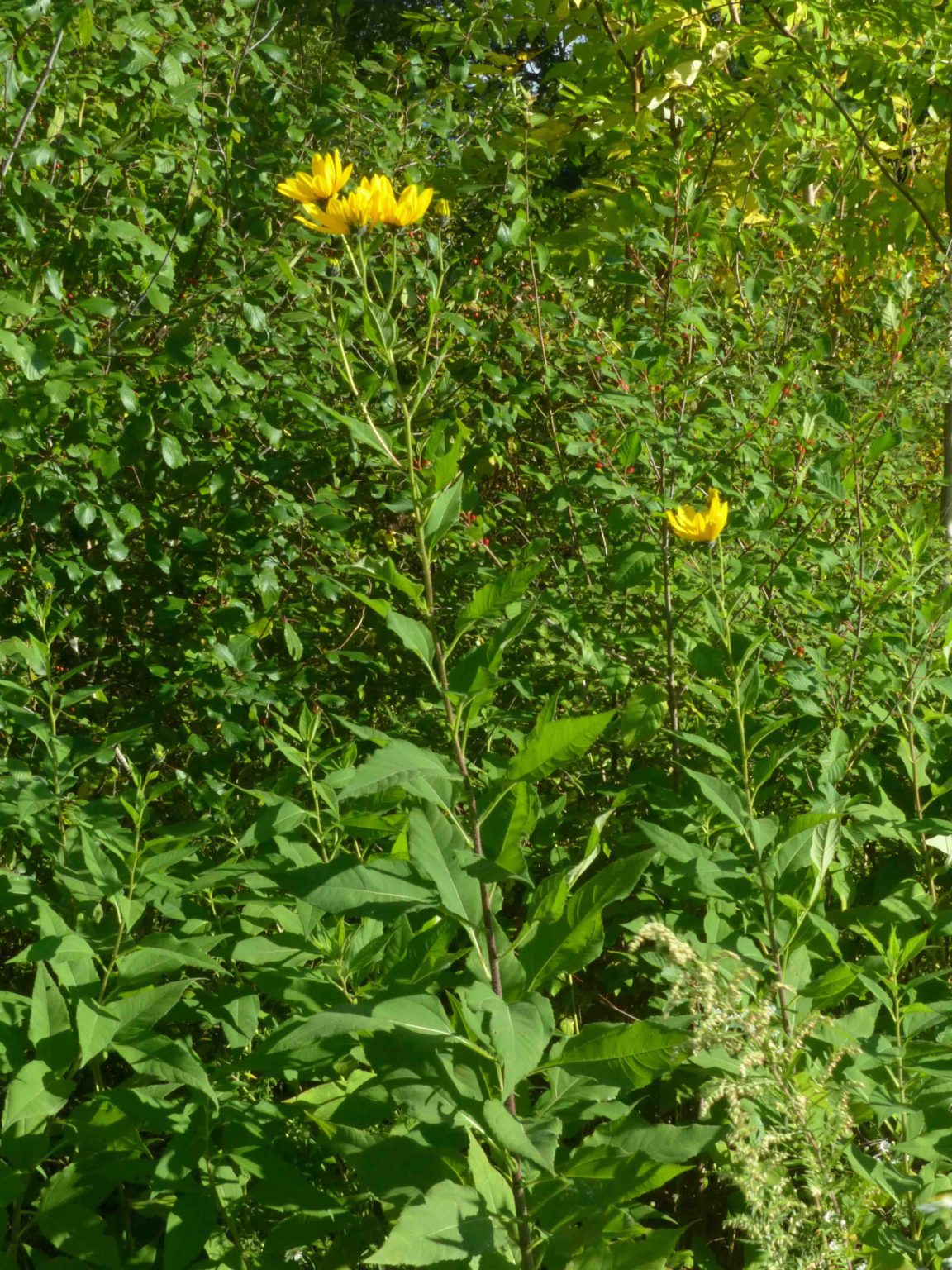 jerusalem-artichoke-9-22-13-sharon-friends-of-conservation