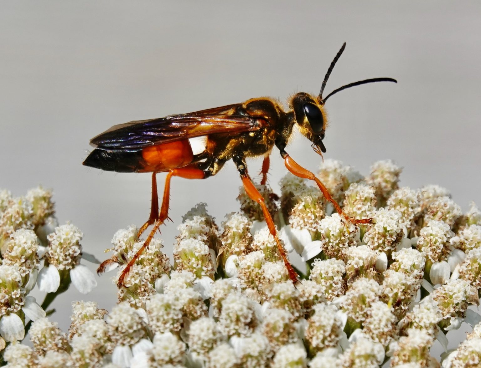 Great Golden Digger Wasp 7/5/21 Sharon Friends of Conservation