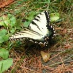 eastern tiger swallowtail 7-31-2016