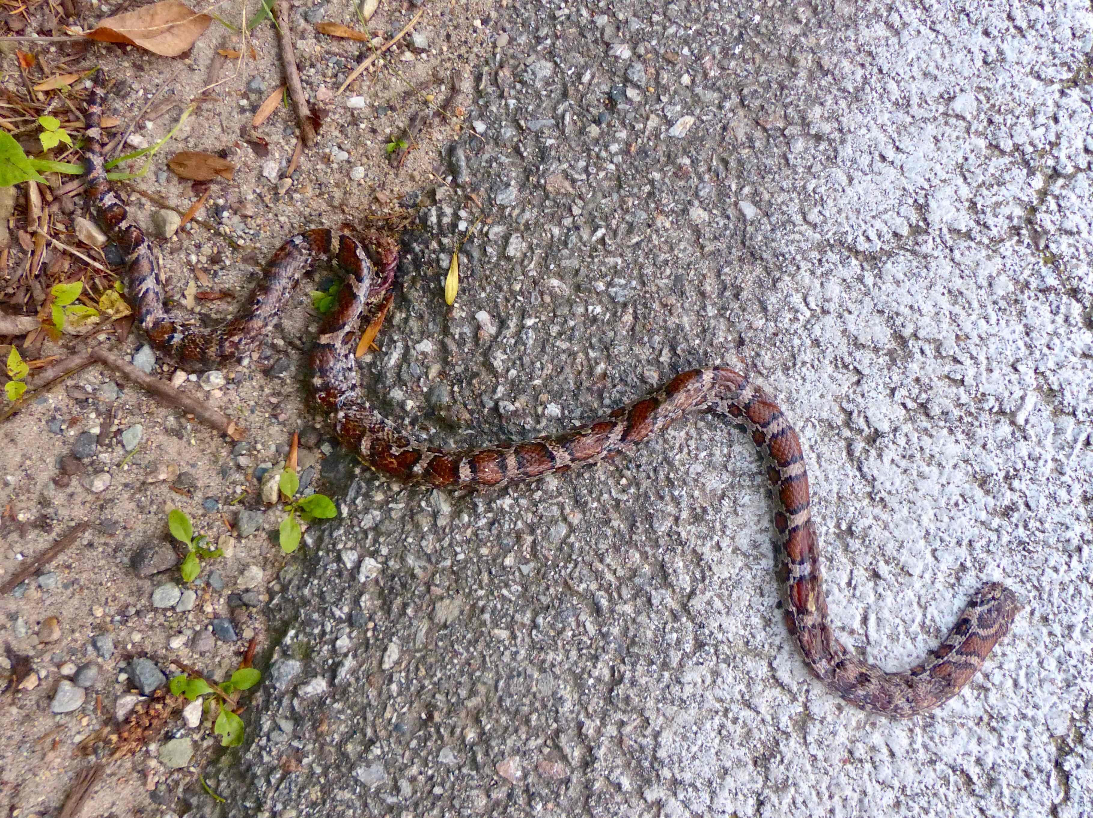 Milk Snake (roadkill) – 9/12/13 – Sharon Friends of Conservation
