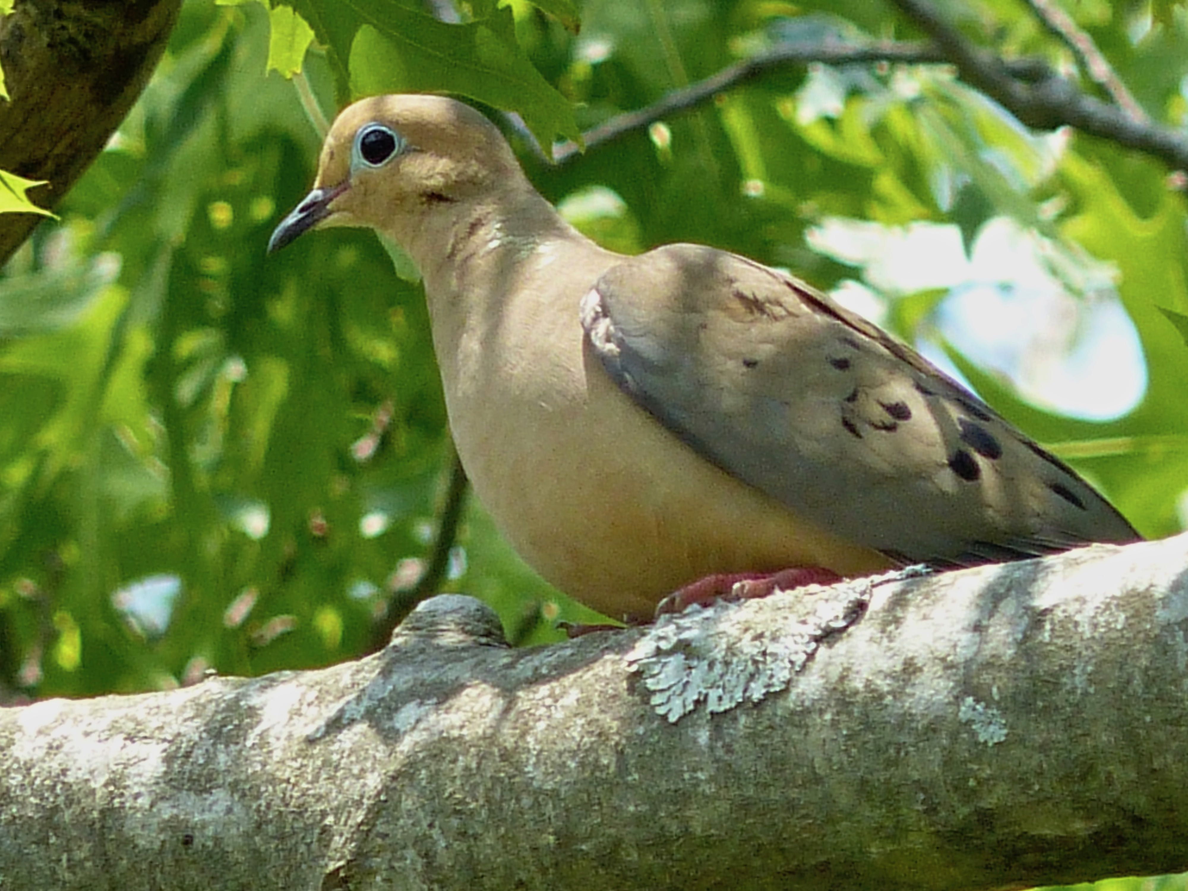 Mourning Dove – 6/2/19 – Sharon Friends of Conservation