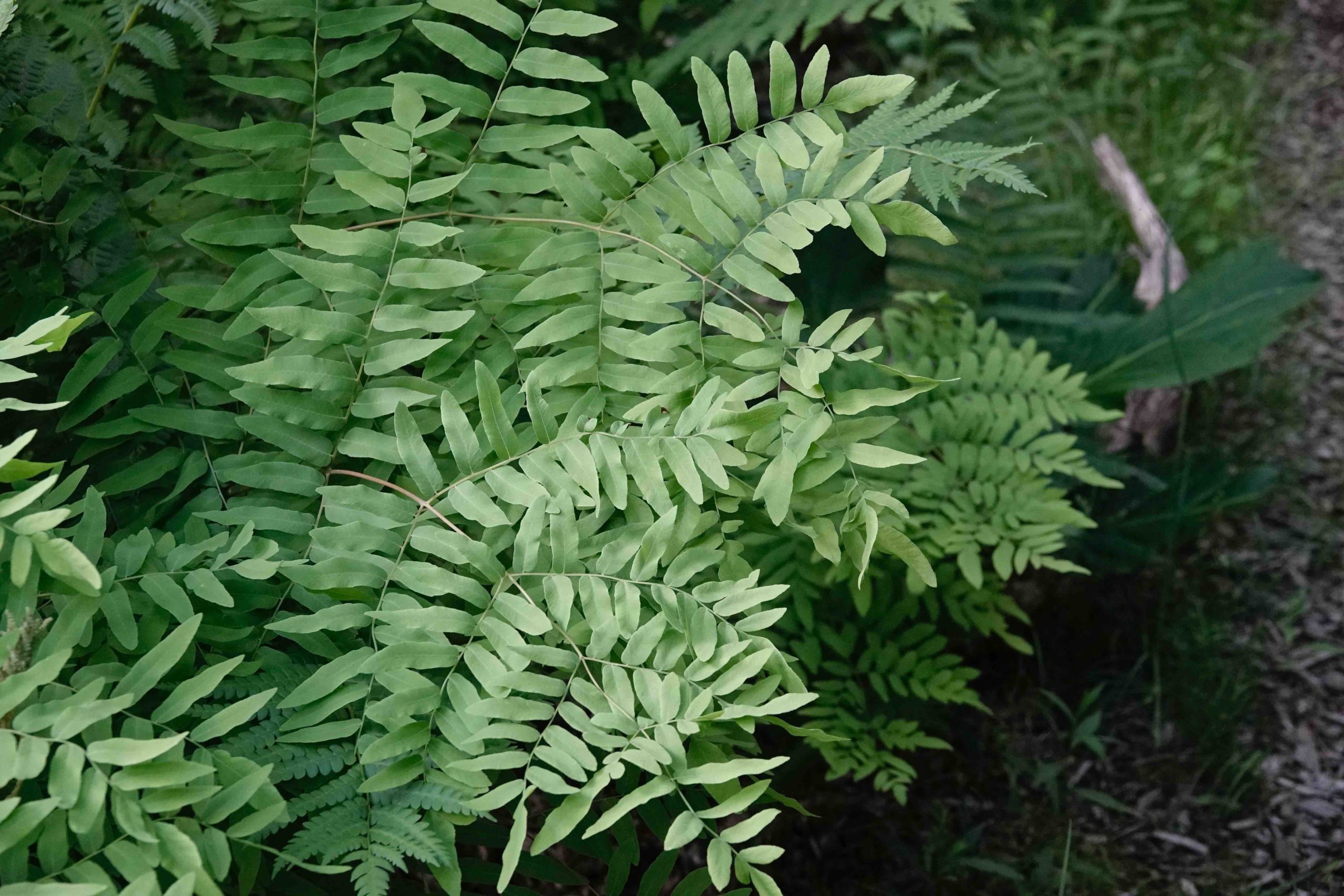 Royal Fern – 6/13/20 – Sharon Friends of Conservation