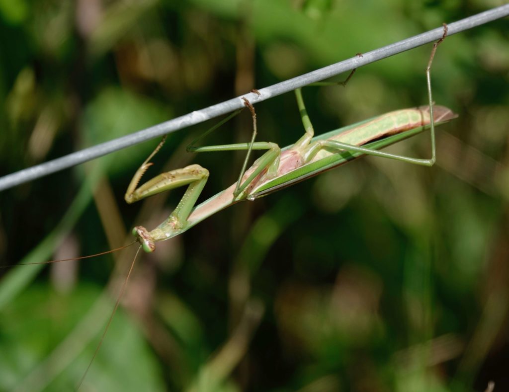 Sightings – Mantises – Sharon Friends of Conservation