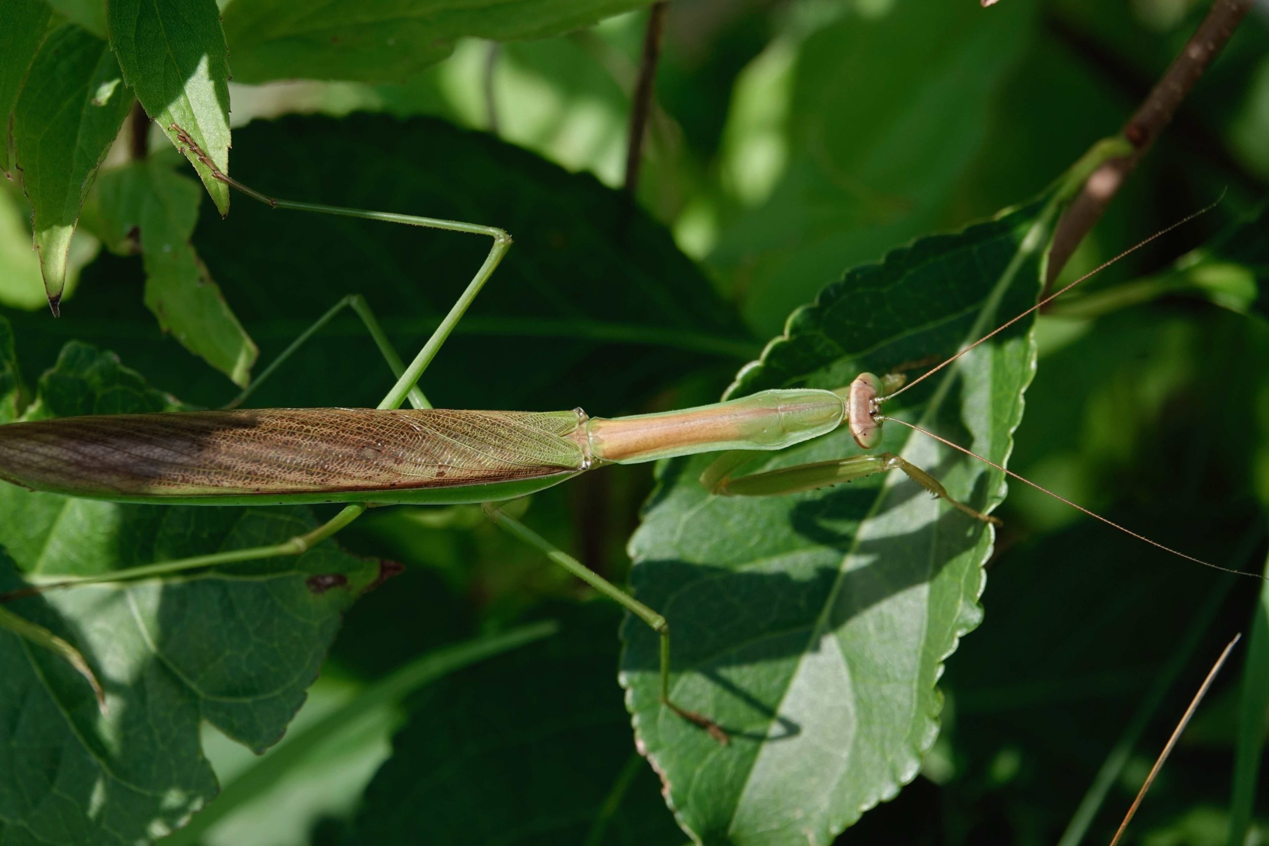Sightings – Mantises – Sharon Friends of Conservation